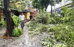 Hàng loạt cây xanh ở Hà Nội gãy đổ sau mưa dông