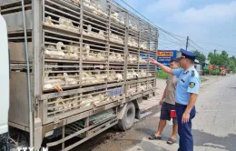 Thái Nguyên: Liên tiếp phát hiện hai vụ vận chuyển gia cầm không giấy kiểm dịch