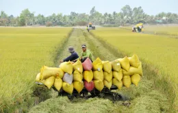 Triển vọng từ lúa giảm phát thải