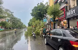 Hà Nội: 1 người chết, 6 người bị thương, 226 cây xanh đổ gẫy do hoàn lưu trước bão số 3