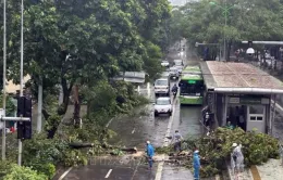 Cây xanh đổ la liệt trên nhiều tuyến phố Hà Nội làm 7 người thương vong