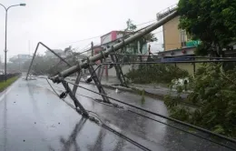 Mưa lớn, gió mạnh ở Thái Bình khiến nhiều cây ngã đổ, 20.000 ha lúa bị thiệt hại