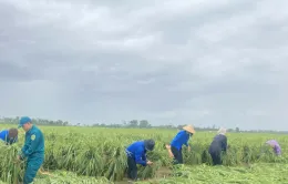 Hà Nội: Đoàn viên, thanh niên xuống đồng “cứu lúa” giúp dân