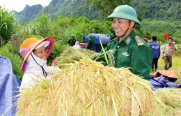 Bộ đội biên phòng gặt lúa chạy lũ cho đồng bào biên giới