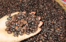 Giá cà phê Robusta lại lập kỷ lục