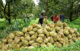 Diện tích cây ăn trái khu vực Tây Nguyên không ngừng tăng lên