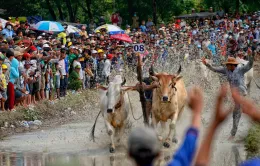 An Giang tổ chức Hội đua bò Bảy Núi