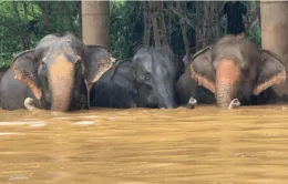 Thái Lan sơ tán hàng trăm con voi trong lũ lụt nghiêm trọng