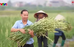 Hải Phòng: Hoa nở sau bão