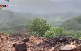 Kiểm tra hiện trường vụ phá rừng ở Quảng Nam