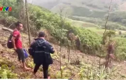 Phá rừng - Trách nhiệm thuộc về ai ?