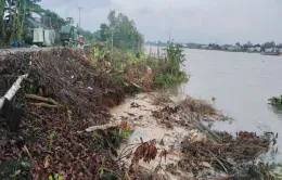 An Giang: Sạt lờ bờ sông Hậu do mưa lũ