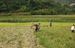 Người dân thôn Làng Nủ nén đau thương, xây dựng cuộc sống mới