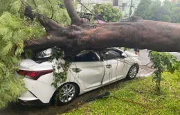 Cây phượng trong sân trường bật gốc đè ô tô đậu ngoài đường