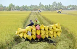 Gạo Việt Nam có bị ảnh hưởng khi Ấn Độ nới lỏng xuất khẩu?