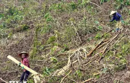 Quảng Ninh: Thu dọn, trồng lại rừng bị thiệt hại do thiên tai