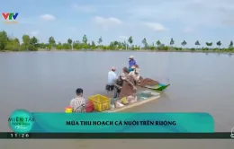 Mùa thu hoạch cá nuôi trên ruộng