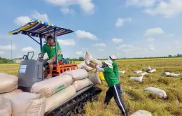 Cho vay chuỗi liên kết phát triển 1 triệu ha lúa chất lượng cao, phát thải thấp