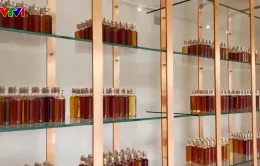 Đi theo những mùa nho để tìm hiểu về rượu Cognac