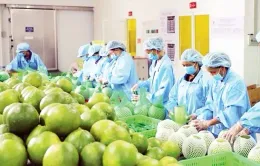 Nhiều doanh nghiệp nông sản đã có đơn hàng của năm 2025