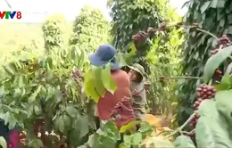 Chư Prông ứng dụng khoa học kỹ thuật vào sản xuất