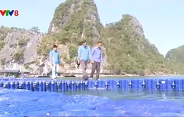 Nuôi trồng thủy sản bền vững và xu hướng chuyển đổi vật liệu