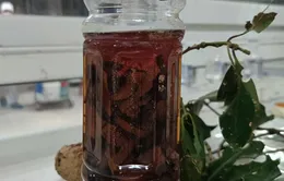 Nhiễm độc gan do uống rượu điều chế từ cao lá