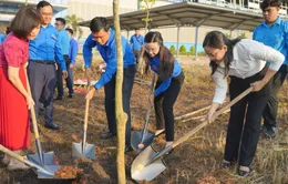 Tuổi trẻ TP Hồ Chí Minh phát động phong trào Tết trồng cây Xuân Ất Tỵ