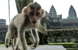 Campuchia cảnh báo du khách khi tới thăm đền Angkor Wat