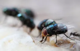 Ruồi có thể lây lan vi khuẩn kháng thuốc kháng sinh