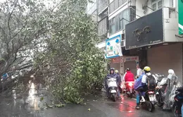 Hà Nội: Cây đa lớn trên phố Bạch Mai đổ chắn ngang đường giờ cao điểm