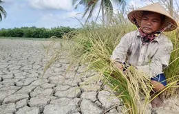 Thủ tướng yêu cầu chủ động ứng phó xâm nhập mặn ở ĐBSCL và TP Hồ Chí Minh