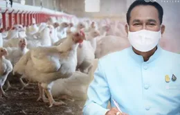 Thái Lan cảnh báo virus cúm gia cầm A (H5N1) lây sang động vật có vú