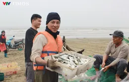 Ra khơi đầu năm, ngư dân Thanh Hóa trúng đậm mùa cá trích