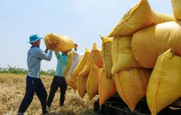 Xuất khẩu gạo: Nỗi lo về giá