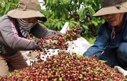 Lần đầu tiên xuất khẩu cà phê vượt 1 tỷ USD chỉ trong 1 tháng