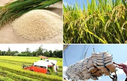 Công điện của Thủ tướng về đảm bảo cân đối cung cầu lúa gạo
