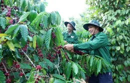 'Tri thức trồng và chế biến cà phê Đắk Lắk' trở thành di sản văn hóa phi vật thể quốc gia