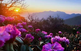 Lai Châu tháng ba rực rỡ mùa đỗ quyên