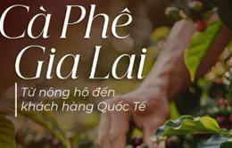 Gia Lai sắp tổ chức cà phê Festival