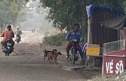 Vũng Tàu: Một con chó nghi bị bệnh dại cắn nhiều người