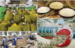 Xuất khẩu nông sản tìm giải pháp trước áp lực thuế đối ứng