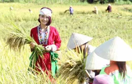 Thanh Hóa: Hồi sinh một triền đồi và giấc mơ bền vững của cô gái Thổ