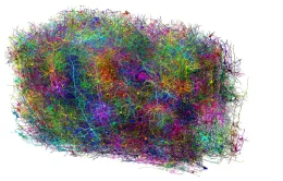 Bản đồ não chuột 3D siêu chi tiết mở ra hướng nghiên cứu mới về bệnh Alzheimer