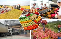 Xuất khẩu “không cho hết trứng vào một giỏ” ứng phó rủi ro thuế quan