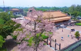 Sắc hoa ngô đồng trong Kinh thành Huế