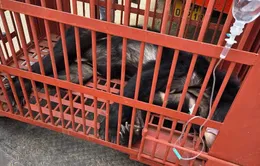 Thêm nhiều địa phương chuyển giao gấu nuôi nhốt về các vườn quốc gia