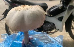 Cảnh báo nguy cơ ngộ độc nấm: Dấu hiệu nhận diện nấm độc