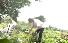Công viên ở Hà Nội bị bỏ hoang, xuống cấp, biến thành vườn rau, nuôi gà