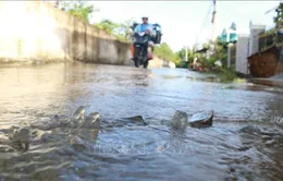 Triều cường ven biển Đông Nam Bộ ở mức cao